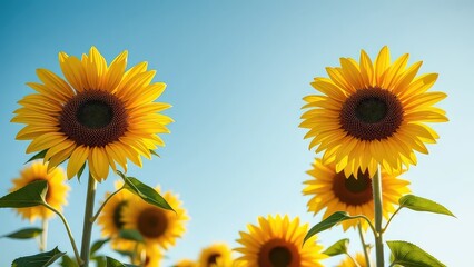 Obraz premium sunflowers on blue sky background