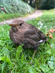 Nahaufnahme Vogel