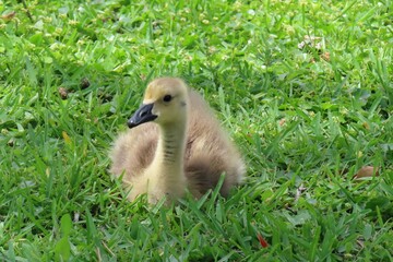 Gosling of canadian goose on the grass, closeup