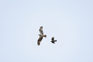 Osprey (pandion haliaetus) In Flight Hunting Over The Ocean
