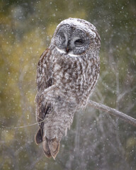 Great Gray Owl in the snow