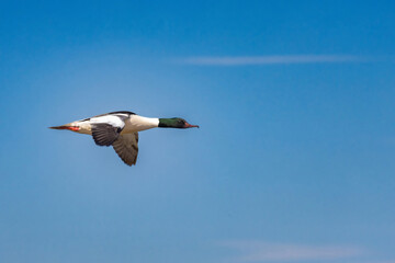 Common Merganser, Goosander, Mergus merganser, flying