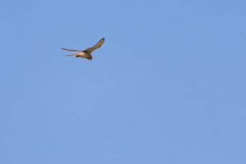 European or Eurasian kestrel flying
