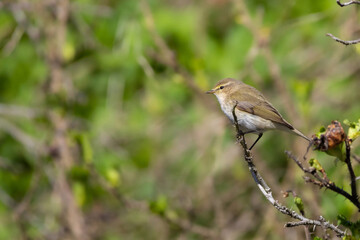 Cute little warbler. Songbird in wildlife.
