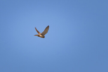 European or Eurasian kestrel flying