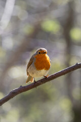 Robin redbreast (Erithacus rubecula) is small brownish