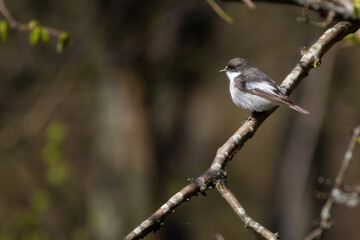 Flycatcher in the spring