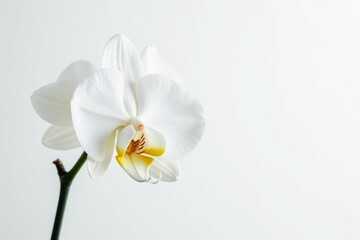 Obraz premium Delicate white orchid blossom against pure white backdrop, delicate, peaceful