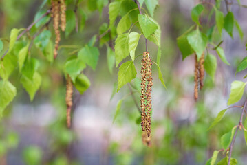 Catkins on a birch tree in spring, shallow depth of field.