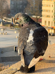 Majestic pigeon perched above cityscape during golden sunset light with feathers shimmering