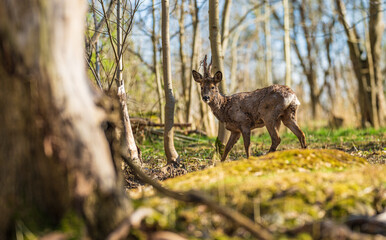 Wild deer standing alert among forest trees.