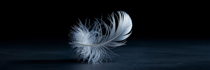 Single White Feather on Dark Background