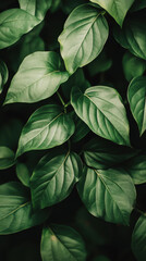Green Leaves with Radiant Veins in Soft Focus and Neutral Tones