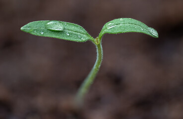 fresh sprouted tomato plant seed, close-up macro shot of growing plant
