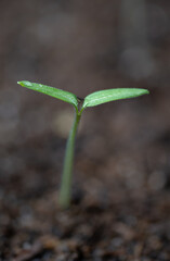 fresh sprouted tomato plant seed, close-up macro shot of growing plant
