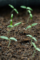 fresh sprouted tomato plant seed, close-up macro shot of growing plant