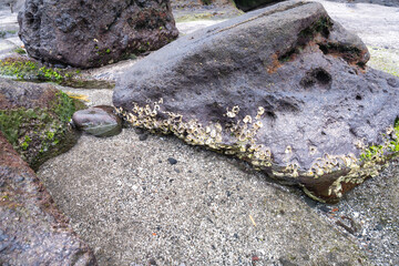Barnacles Growing on Coastal Rock Surface