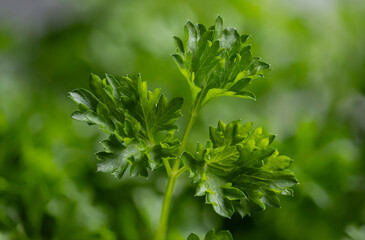 Parsley (Petroselinum) is a genus of biennial plants in the Apiaceae family, whose members are widely used in the food industry. It originates from the eastern Mediterranean and has spread throughout 