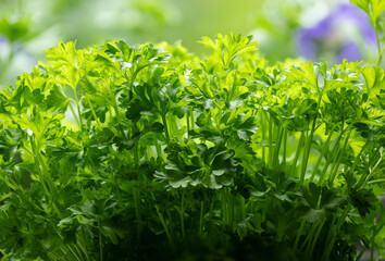 Parsley (Petroselinum) is a genus of biennial plants in the Apiaceae family, whose members are widely used in the food industry. It originates from the eastern Mediterranean and has spread throughout 
