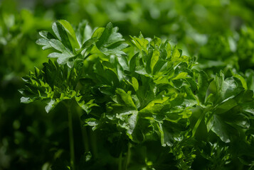 Parsley (Petroselinum) is a genus of biennial plants in the Apiaceae family, whose members are widely used in the food industry. It originates from the eastern Mediterranean and has spread throughout 