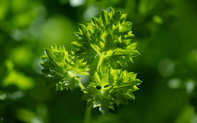 Parsley (Petroselinum) is a genus of biennial plants in the Apiaceae family, whose members are widely used in the food industry. It originates from the eastern Mediterranean and has spread throughout 