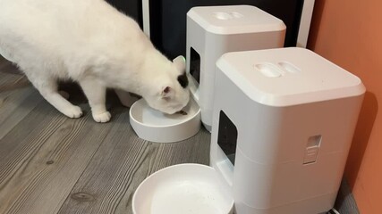 A white cat finishes eating from an automatic pet feeder in a home setting.