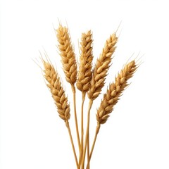 Wheat stalks close up isolated on white background