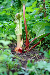 Fototapeta premium common rhubarb in the garden