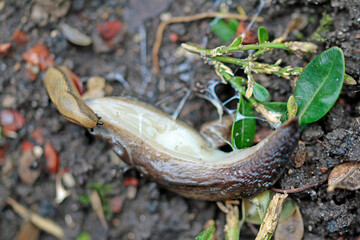 Small eats big, naked snails in nature