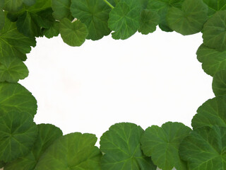            frame made of green leaves                    