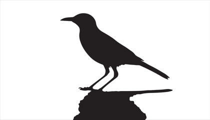 Black crow and raven silhouettes on a branch, wild birds in nature