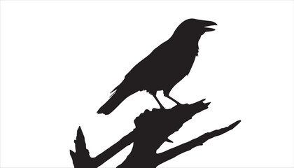 A black crow, a wild bird with a strong beak and dark feathers, is shown as an illustration and a silhouette