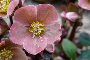 Close up of a pink hellebore flower. Spring flowers in bloom.