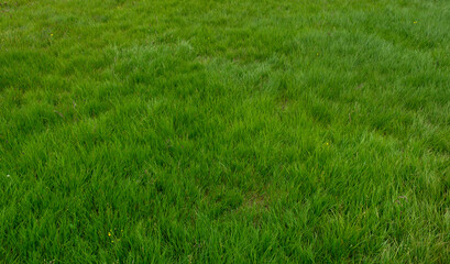Grass background, field or lawn with fresh green grass as background