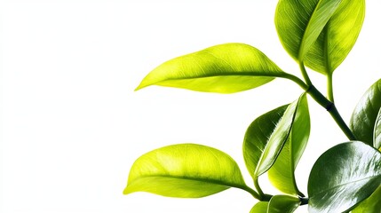 Fantastic Isolated Leaf on White Background for Creative Use