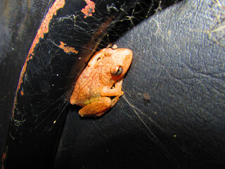 A small tree frog hiding behind a chair on a dark night