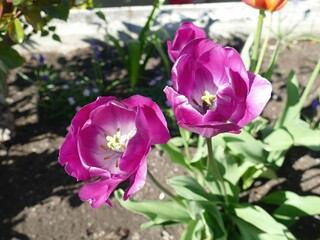 Vibrant purple and white tulips blooming in sunlight, revealing delicate pistils and stamens amid soft, open petals spreading across verdant garden landscape