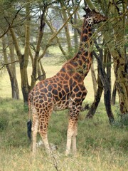 Long-necked giraffe reaching acacia leaves, symbolizing wilderness survival amid golden savannah grasslands
