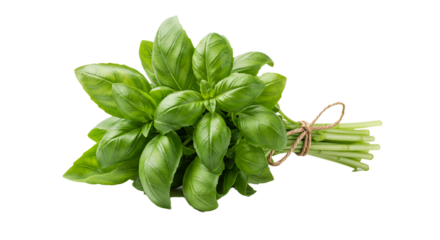 Fresh basil herb bunch, tied elegantly with natural twine, showcasing vibrant green leaves on black.