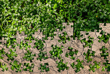 Green plants spreading over cracked dry soil as puzzle pieces fit together. Concept of reforestation and climate change recovery