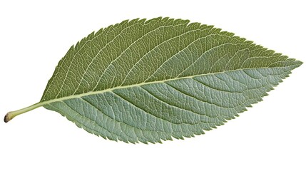 Fototapeta premium Green Leaf Isolated on White Background for Nature and Health Concepts