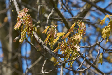 Red oak (lat. Quercus rubra) blooms, inflorescences bloom. Red oak (lat. Quercus rubra) is a tree, a species of the genus Oak of the Beech family (Fagaceae). Spring.
