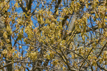 Red oak (lat. Quercus rubra) blooms, inflorescences bloom. Red oak (lat. Quercus rubra) is a tree,...