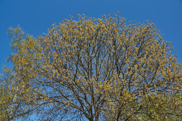 Red oak (lat. Quercus rubra) blooms, inflorescences bloom. Red oak (lat. Quercus rubra) is a tree,...