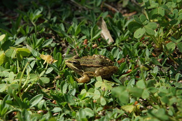 frog, pond, green water, algae, april 2025, sony a6000, animal, bibo park, nature reserve, spain, plant, reflection, frogs, amphibian vertebrate, 