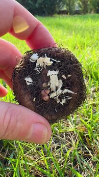 spring review of begonia bulbs