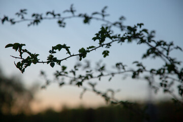 Branch silhouette of spring bush with small leaves on sunset blue sky background. Nature spring in evening at rural season field with no people. Natural colors
