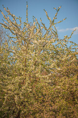 Cherry and apple trees in bloom. Springtime. Spring nature.