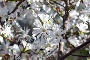beautiful flowers of bushes in the park in spring.