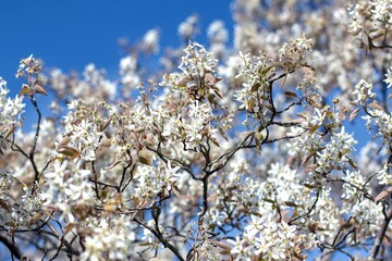 beautiful flowers of bushes in the park in spring.